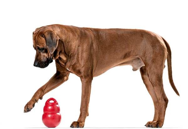 KONG Bounzer Beschäftigungsspielzeug Hundespielzeug Hundeleinen