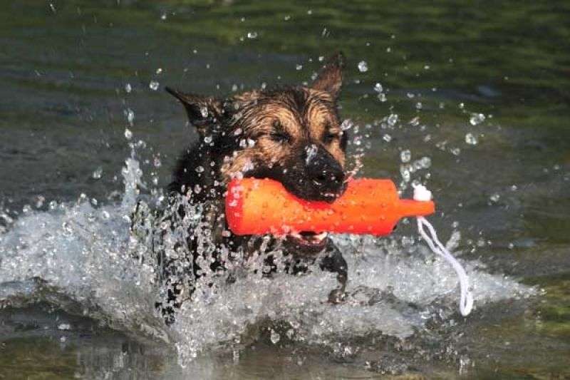 Schwimmender Dummy aus Gummi mit Noppen Dummys Hundesport